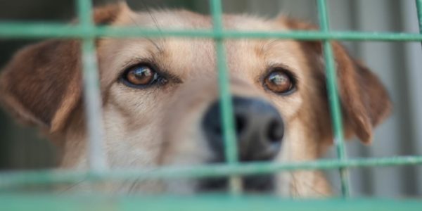 В Апшеронском районе из-за участившихся случаев нападения собак создадут приют для бездомных животных