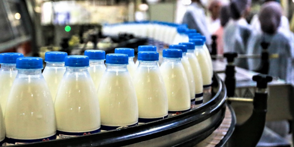 В Краснодарском крае с начала года произвели почти 400 тыс. тонн молока