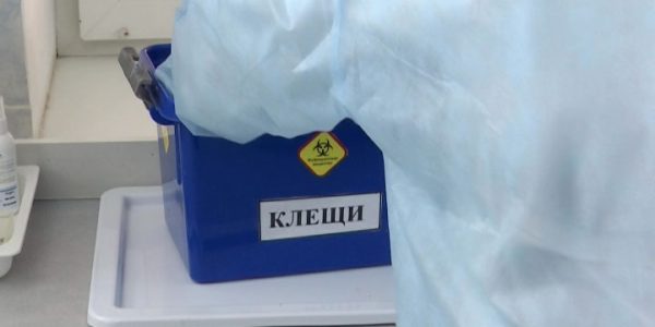 От укусов клещей в Краснодарском крае с начала года пострадали порядка 400 человек