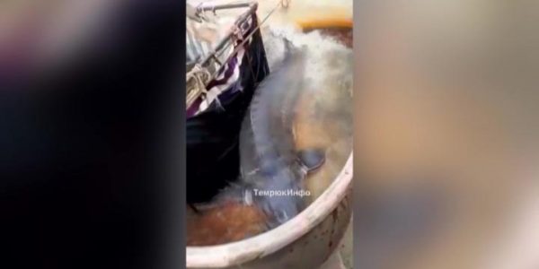 Житель Темрюка заплатит штраф за распространение недостоверного видео о «Царь-рыбе»