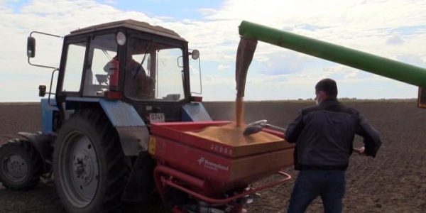 В Краснодарском крае рисом засеяли более 100 тыс. гектаров