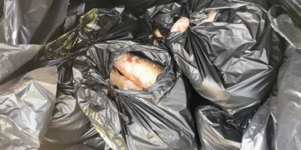 В Краснодарском крае остановили машину, перевозившую 390 кг пиленгаса без документов