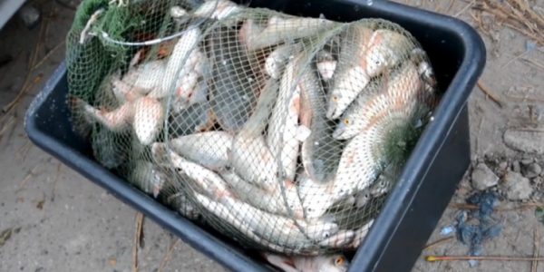 В Краснодарском крае у браконьеров изъяли более 30 кг черной икры