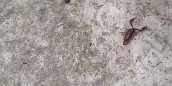 В Новороссийске обнаружили скорпиона итальянского