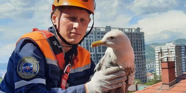 В Новороссийске спасатели освободили чайку, застрявшую между краем крыши и водостоком