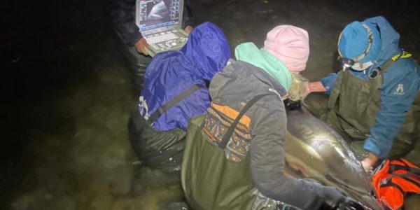 В Геленджике погибла дельфин Тоня, за жизнь которой 2 дня боролись волонтеры
