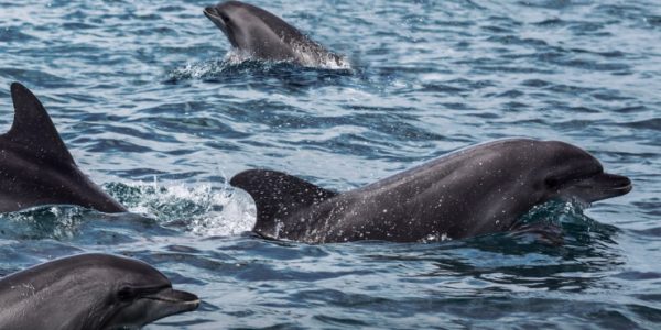 В Росприроднадзоре прокомментировали массовую гибель дельфинов в Краснодарском крае