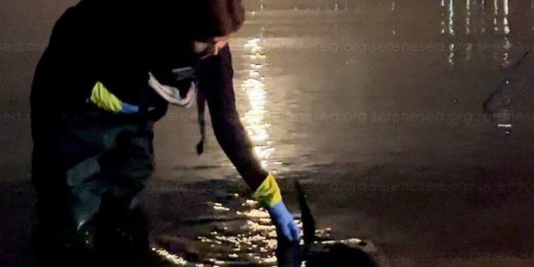Дельфина-симулянта из Новороссийска нашли на берегу в Крыму