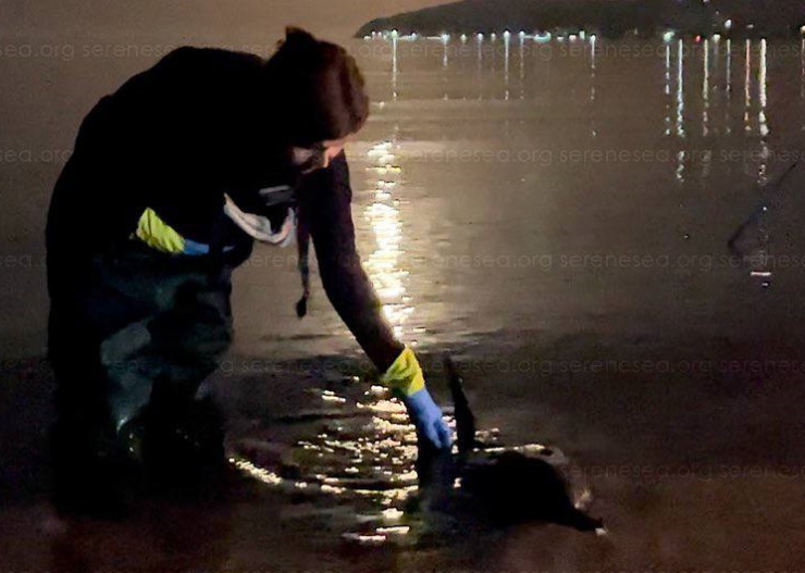 Дельфина-симулянта из Новороссийска нашли на берегу в Крыму
