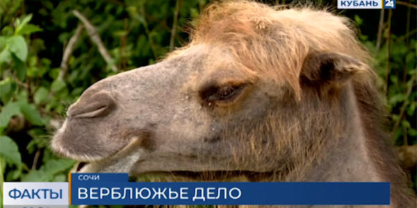 Ситуацией с истощенными верблюдами в Сочи заинтересовались прокуратура и Россельхознадзор