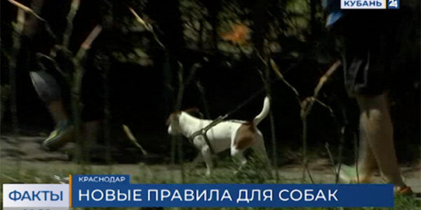 Власти Краснодарского края могут ограничить самовыгул домашних животных