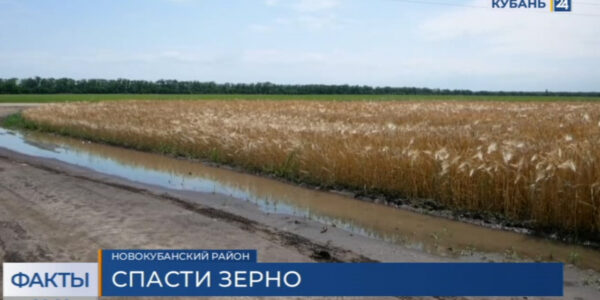 В Краснодарском крае из-за непогоды задерживается уборка ячменя