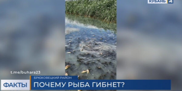 Мор рыбы в Брюховецком районе: специалисты проверили достоверность информации