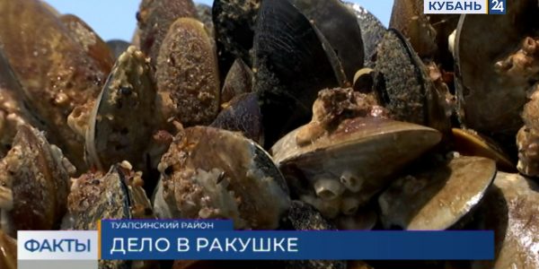 В Краснодарском крае вырастили более 56 тонн моллюсков