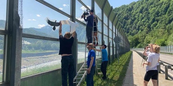 В Красной Поляне для спасения мелких птиц на шумозащитные экраны наклеили силуэты хищников