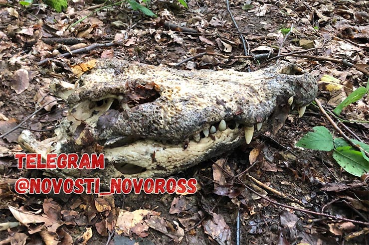Жительница Геленджика нашла в лесу череп, похожий на крокодилий