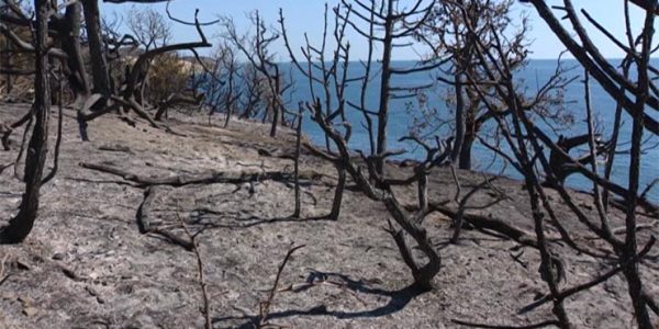 На Кубани в разы увеличили штрафы за разжигание костров в лесу