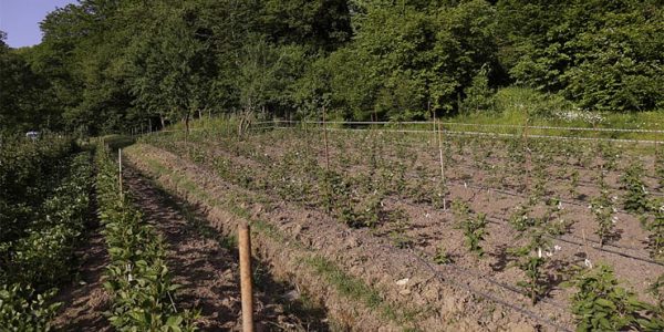 В Сочи в рамках программы импортозамещения увеличат ягодные угодья