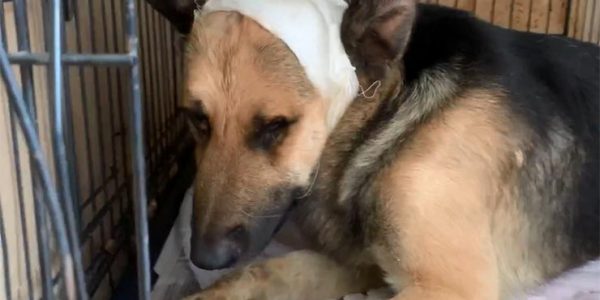 Избитый неадекватным жителем Адыгеи пес находится в тяжелом состоянии
