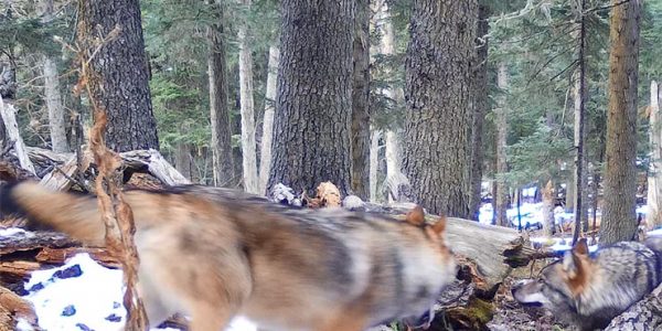 Стая волков и зубры попали в фотоловушки в Кавказском заповеднике