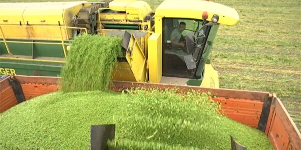 В Краснодарском крае планируют собрать около 52 тысяч тонн зеленого горошка