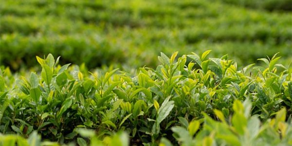 В Сочи в этом году собрали более 25 тонн чайного листа