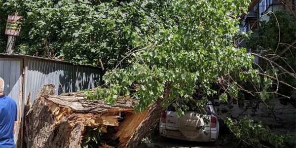 В Краснодаре дерево упало на машину и жилой 4-этажный дом