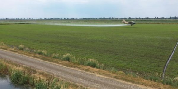 В Краснодарском крае стартовала обработка посевов риса