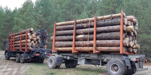 В Краснодарском крае задержали грузовик, перевозивший с нарушениями древесину бука