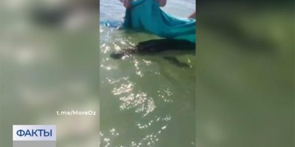 Под Анапой отдыхающие спасли дельфина