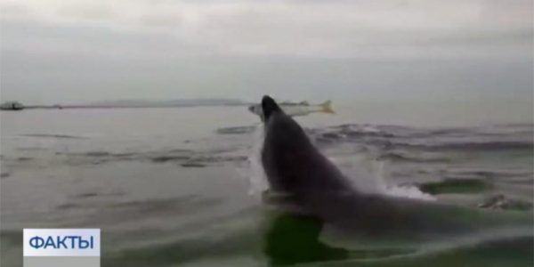 На мелководье у берега Анапы сняли на видео охоту дельфина