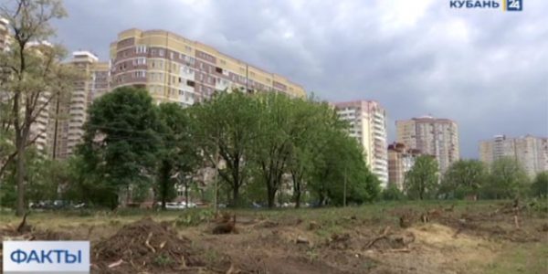 В Краснодаре ущерб от вырубки деревьев на Николаевском бульваре оценили в 30 млн рублей