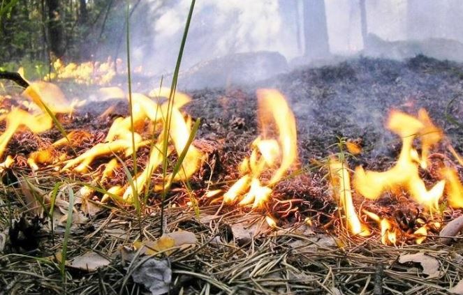 В Краснодарском крае в трех муниципалитетах объявили предупреждение о пожароопасности 4 класса