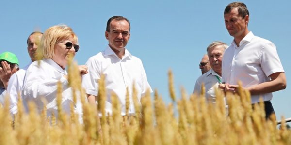 Кондратьев: в 2022 году в Краснодарском крае планируют собрать около 12 млн тонн зерна