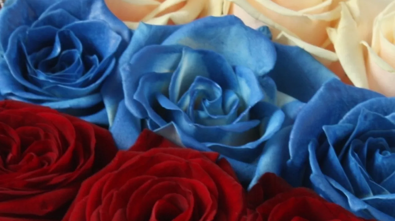 В День России в Краснодаре установят рекорд, создав триколор из 50 тыс. бутонов роз