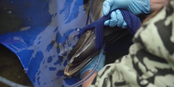 Причиной массовой гибели дельфинов в Черном море может быть морбилливирус