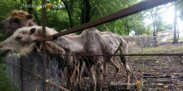 В Ростуризме попросили мэра Сочи разобраться в ситуации с истощенными верблюдами в сафари-парке