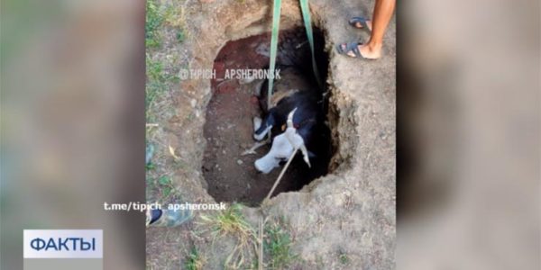 В Апшеронском районе корова с хозяином провалились в огромную яму на дороге