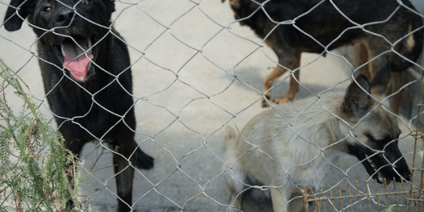 Приюты для бездомных животных в Краснодарском крае смогут проводить льготную стерилизацию