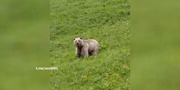 В Красной Поляне крупный медведь попал в объектив видеокамеры