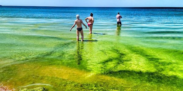 Изумрудное море и водорослевики: в Анапе начался сезон цветения камки