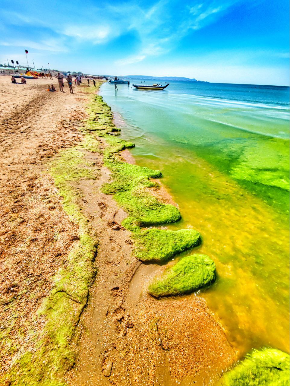 Изумрудное море и водорослевики: в Анапе начался сезон цветения камки - 8  июня, 2022 Все новости, Общество «Кубань 24»