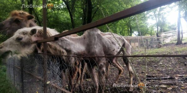 Директор сафари-парка в Сочи прокомментировал ситуацию с истощенными верблюдами