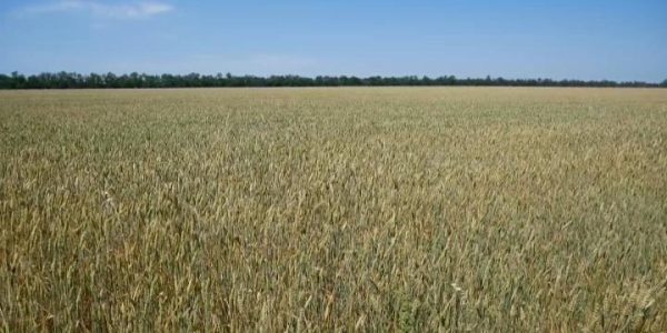 Урожай без пестицидов: в Лабинском районе работает единственное в стране экохозяйство