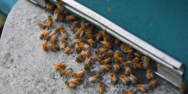 Пчеловоды Новороссийска не будут повышать цены на мед, несмотря на массовую гибель пчел
