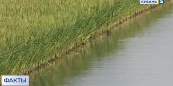 Как в Славянском районе выращивают экологически чистый рис