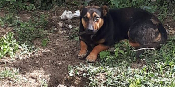 Под Новороссийском спасатели вытащили собаку из ямы во дворе частного дома