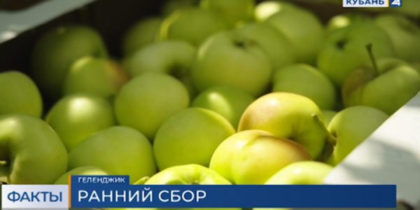 В Краснодарском крае стартовал сбор урожая ранних сортов яблок