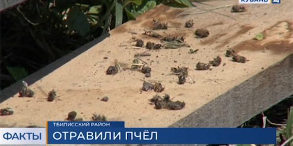 В Тбилисском районе из-за обработки полей химикатами произошел массовый мор пчел