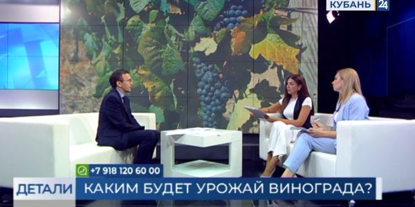 Эмиль Минасов: в этом году площадь виноградников увеличится до 21,1 тыс. гектаров